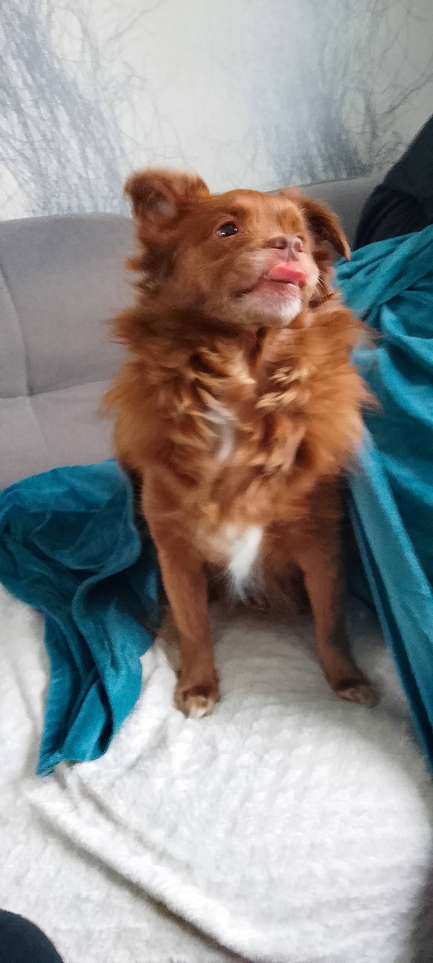 Pacha a rejoint le concours — aidez-le/la à gagner de superbes lots ! animal, blanket, blue_cloth, brown_dog, companion, cozy, cute, dog, domestic_animal, fluffy, fur, furniture, household, indoor, looking_away, mammal, pet, sitting, sofa, tongue_out