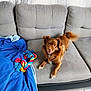 Pacha participe au concours pour gagner de l'argent avec cette photo : dog, brown_dog, couch, gray_couch, blue_blanket, rope_toy, pet_toy, indoor, living_room, tile_floor, playful, tail_wagging, fur, pet, canine, home, animal, domestic_animal, cute, companion