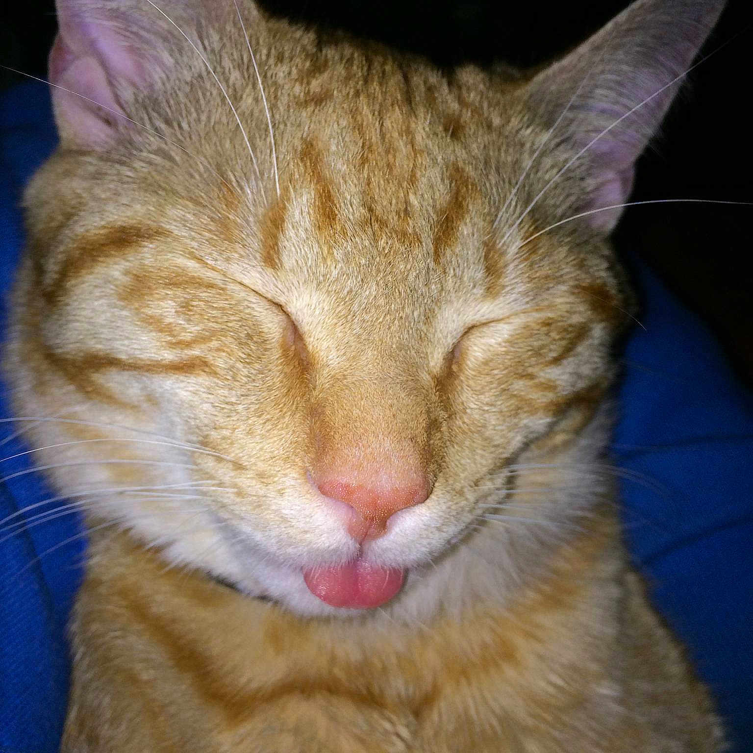 Gizmo