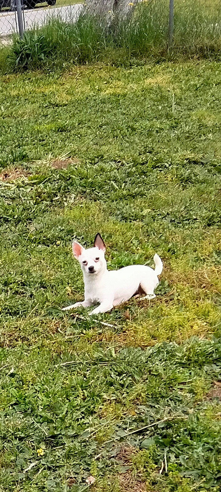 Poodie is registered to the contest to win money with this photo: canidae, carnivore, companion_dog, dog, dog_breed, fawn, field, grass, grass_family, grassland, mammal, meadow, natural_landscape, pasture, plant, snout, sporting_group, tail, terrestrial_animal, wildlife