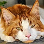 abyssinian, angora, animal, cat, hardwood, kitten, manx, person, pet, sleeping, snout, stainedwood, wood