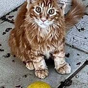 Artus Antier a rejoint le concours — aidez-le/la à gagner de superbes lots ! cat, orange_tabby, yellow_ball, floor, tile, fur, whiskers, ears, paws, pet, animal, curious, playful, outdoor, sitting, closeup, young_cat, cute, feline, eyes