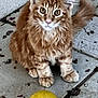 cat, orange_tabby, yellow_ball, floor, tile, fur, whiskers, ears, paws, pet, animal, curious, playful, outdoor, sitting, closeup, young_cat, cute, feline, eyes