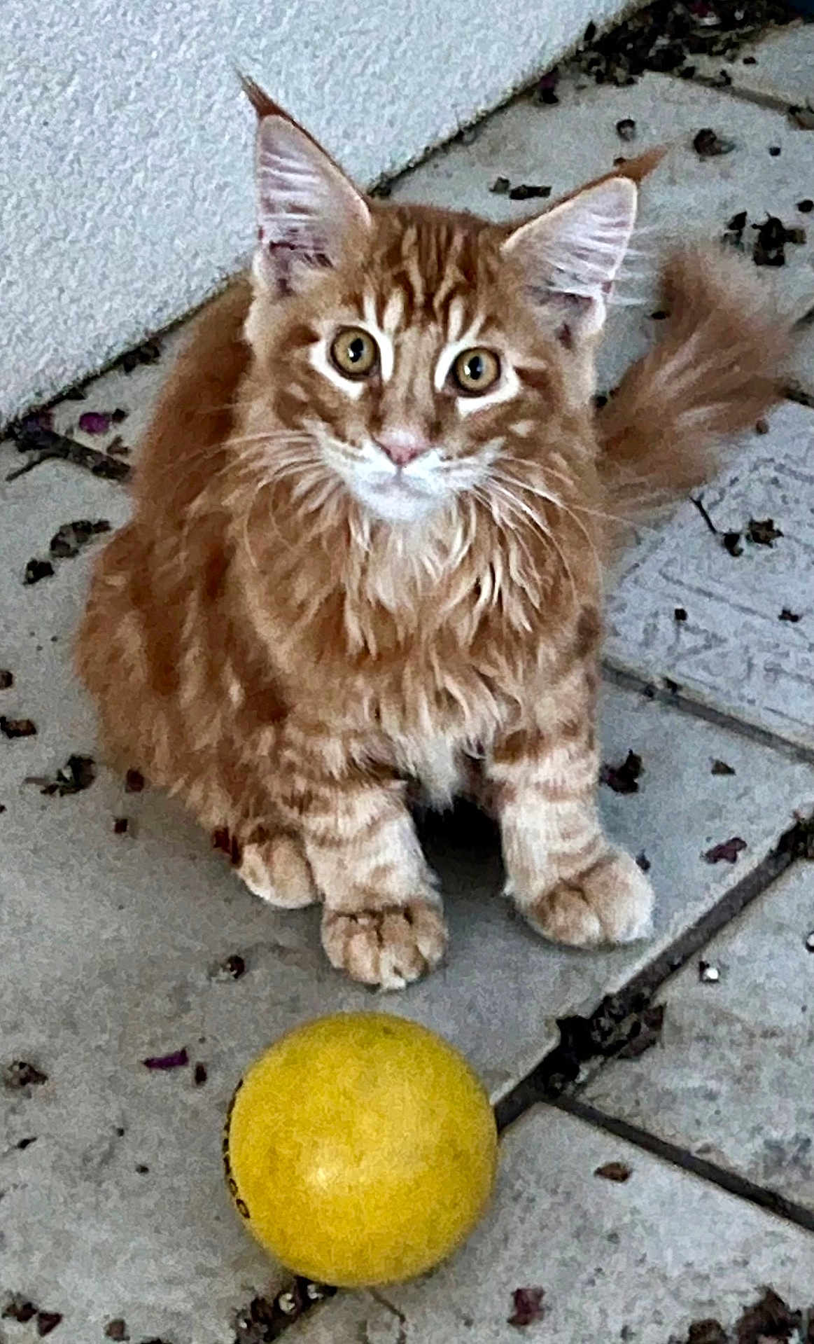 Artus Antier a rejoint le concours — aidez-le/la à gagner de superbes lots ! cat, orange_tabby, yellow_ball, floor, tile, fur, whiskers, ears, paws, pet, animal, curious, playful, outdoor, sitting, closeup, young_cat, cute, feline, eyes