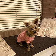 Foxy is registered to the contest to win money with this photo: dog, small_dog, sweater, pink_sweater, knitted_sweater, pet, indoor, bench, cushion, pillow, window_blinds, fur, cute, animal, canine, domestic_animal, cozy, furniture, wood_paneling, resting