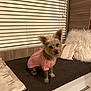 dog, small_dog, sweater, pink_sweater, knitted_sweater, pet, indoor, bench, cushion, pillow, window_blinds, fur, cute, animal, canine, domestic_animal, cozy, furniture, wood_paneling, resting