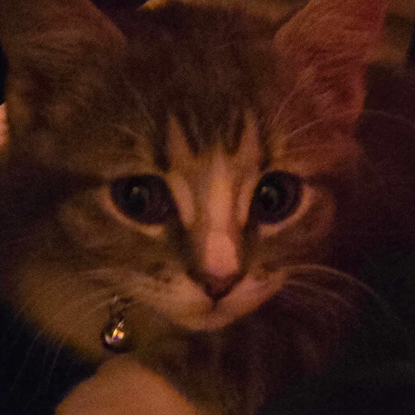 Rugi joined the competition — help win amazing prizes! abyssinian, accessories, animal, bodypart, cat, diamond, ear, face, gemstone, head, jewelry, kitten, manx, person, pet, siamese