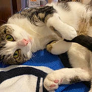 Ranni is registered to the contest to win money with this photo: cat, pet, animal, feline, tabby, white_fur, green_eyes, paw, tail, blanket, indoor, cute, playful, resting, close_up, soft_texture, cozy, domestic_animal, lying_down, curious