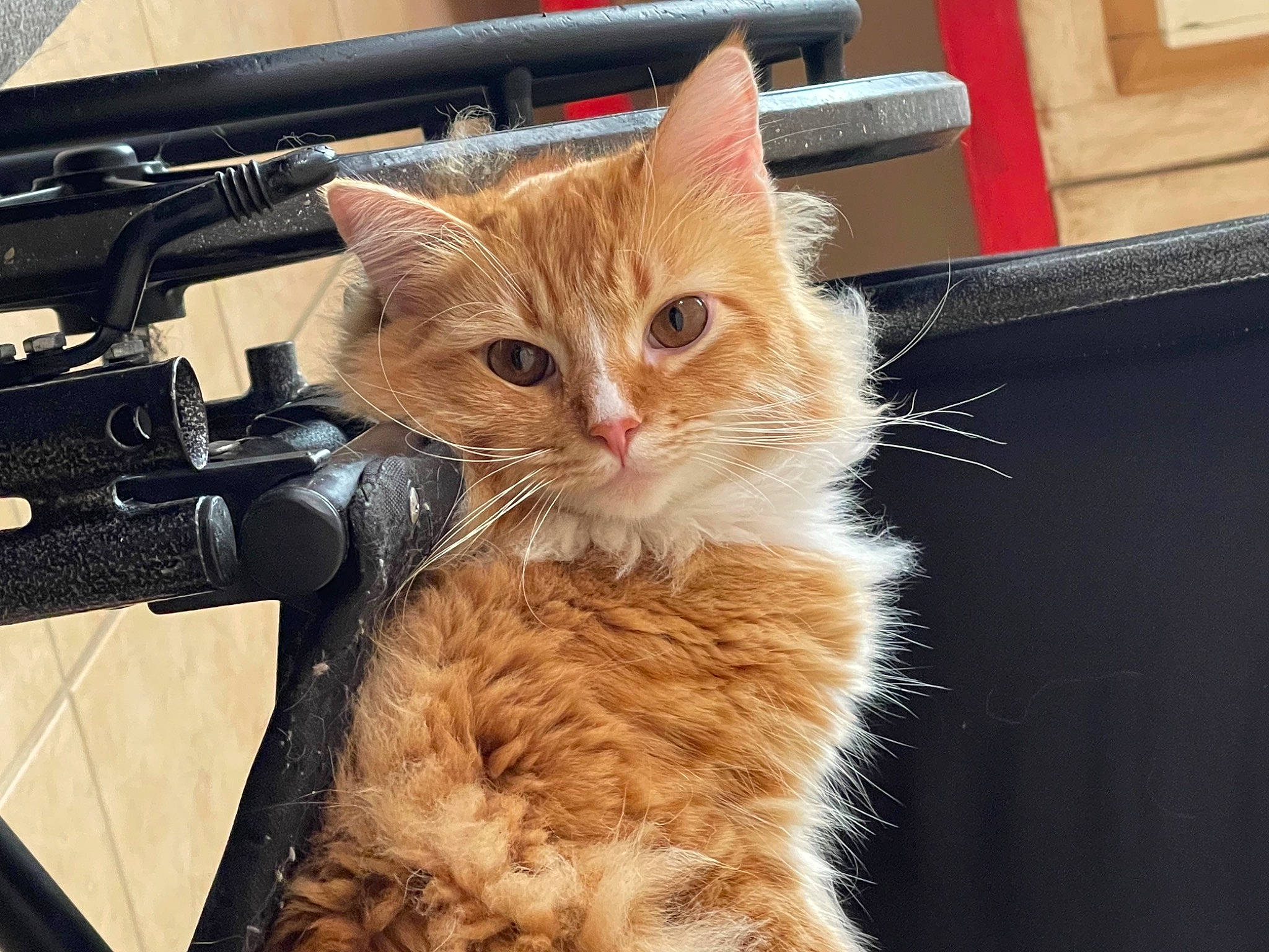 Clark is registered to the contest to win money with this photo: bag, bicycle, bicycle_fork, bicycle_frame, bicycle_handlebar, carnivore, cat, claw, domestic_short_haired_cat, fawn, felidae, fur, luggage_and_bags, paw, small_to_medium_sized_cats, snout, tail, whiskers