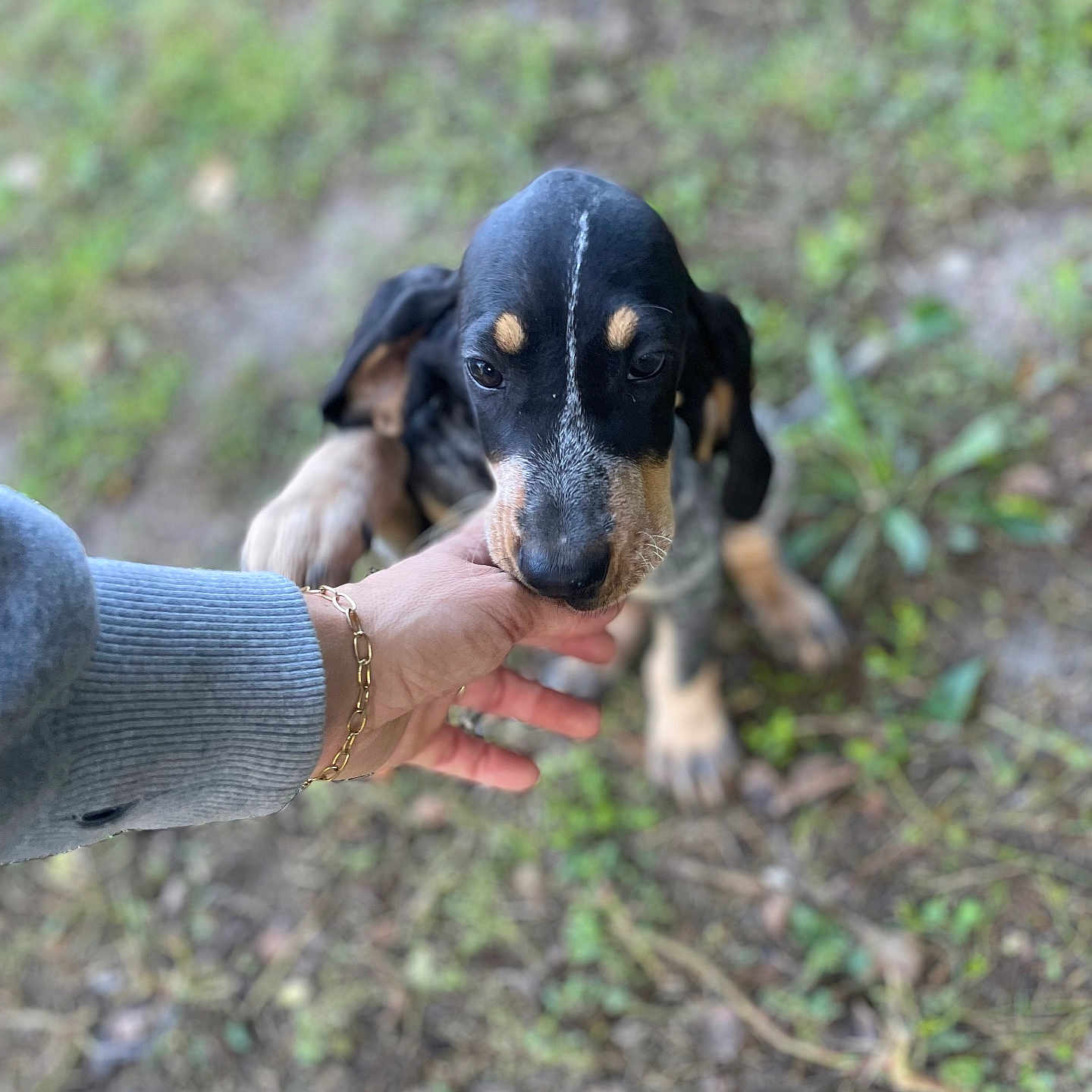 Belhade a rejoint le concours — aidez-le/la à gagner de superbes lots ! dog, black_and_tan, puppy, animal, pet, canine, portrait, outdoors, forest, woodland, greenery, ground, leaves, hand, person, interaction, curious, close_up, natural_light, playful