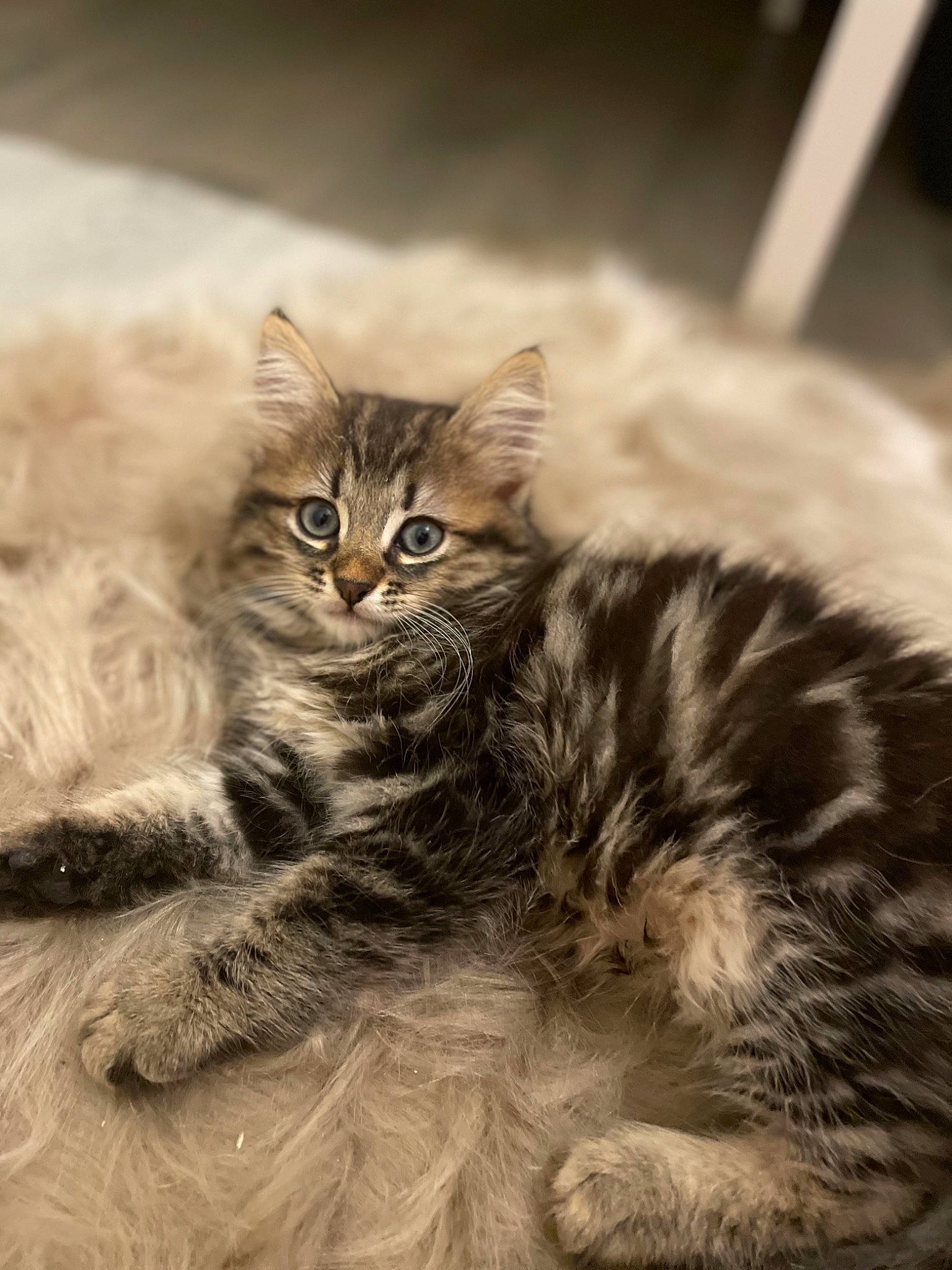 Ma Life a rejoint le concours — aidez-le/la à gagner de superbes lots ! british_longhair, carnivore, cat, claw, close_up, domestic_short_haired_cat, felidae, fur, maine_coon, monochrome, monochrome_photography, paw, sitting, small_to_medium_sized_cats, snout, tail, terrestrial_animal, whiskers, wildlife, wood