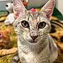 cat, tabby_cat, closeup, yellow_eyes, curious, pet, animal, indoor, feline, whiskers, ears, face, nose, fur, toy, plush, orange_cat, blurred_background, sitting, cozy