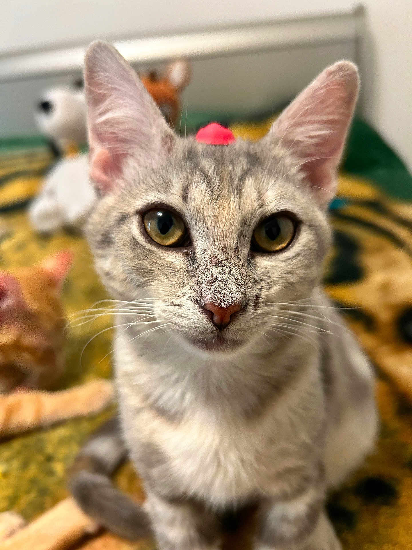 Luna joined the competition — help win amazing prizes! cat, tabby_cat, closeup, yellow_eyes, curious, pet, animal, indoor, feline, whiskers, ears, face, nose, fur, toy, plush, orange_cat, blurred_background, sitting, cozy