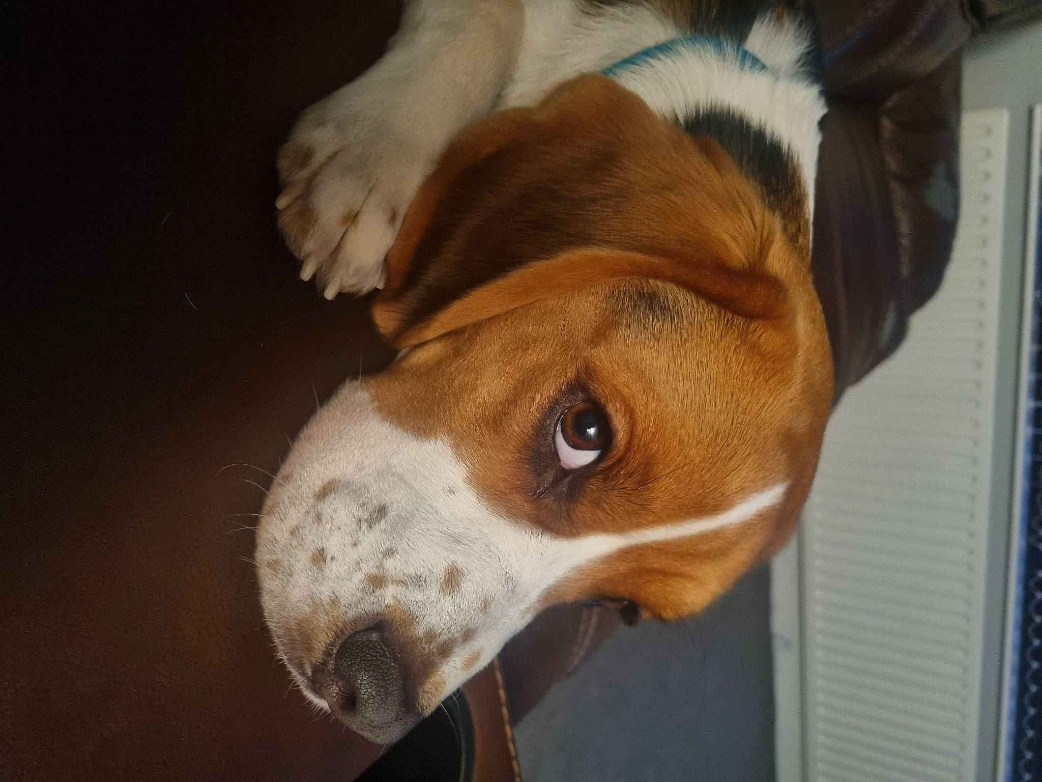 Jeremy is registered to the contest to win money with this photo: canidae, carnivore, collar, companion_dog, dog, dog_breed, dog_supply, ear, fawn, hound, hunting_dog, liver, non_sporting_group, pet_supply, scent_hound, snout, sporting_group, terrestrial_animal, whiskers, working_animal