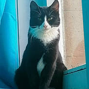 Lylou participe au concours pour gagner de l'argent avec cette photo : black_cat, blue, carnivore, cat, domestic_short_haired_cat, electric_blue, eye, felidae, formal_wear, fur, grey, iris, paw, small_to_medium_sized_cats, snout, stairs, tail, tints_and_shades, whiskers, window