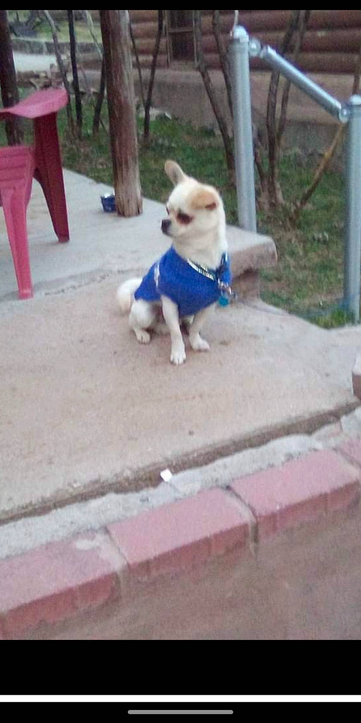 Canelo is registered to the contest to win money with this photo: carnivore, collar, companion_dog, dog, dog_breed, dog_clothes, dog_collar, dog_supply, fawn, grass, leash, pet_supply, pink, plant, road_surface, snout, tail, toy_dog, vertebrate, wood