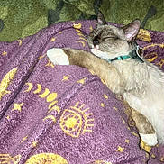 Zues is registered to the contest to win money with this photo: cat, sleeping_cat, blanket, purple_blanket, moon_pattern, stars, paw, white_paw, collar, cat_collar, siamese, fur, cozy, indoor, bed, bedding, texture, nap, pet, domestic