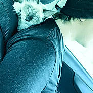 Zues is registered to the contest to win money with this photo: beanie, black_shirt, blue_eyes, candid, car_interior, car_seat, cat, close_up, driver, furry, kitten, necklace, person, pet, portrait, road_trip, seatbelt, shoulder, steering_wheel, window
