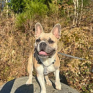 Mango participe au concours pour gagner de l'argent avec cette photo : animal, bushes, canine, closeup, daylight, dog, ears_up, french_bulldog, fur, happy, leash, nature, outdoor, pet, smiling, standing, sunlight, tongue_out, tree_stump, trees