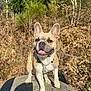 animal, bushes, canine, closeup, daylight, dog, ears_up, french_bulldog, fur, happy, leash, nature, outdoor, pet, smiling, standing, sunlight, tongue_out, tree_stump, trees