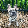 Mango a rejoint le concours — aidez-le/la à gagner de superbes lots ! animal, canine, close_up, curious, cute, dog, ears, fence, french_bulldog, greenery, leash, nature, outdoor, pet, plants, portrait, puppy, sitting, wood_chips, young