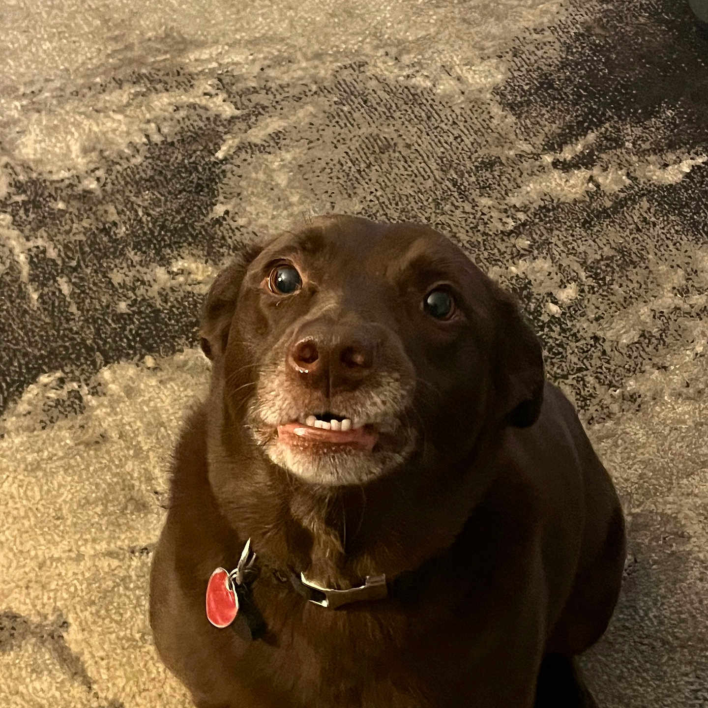 Mr. Bear joined the competition — help win amazing prizes! accessories, animal, bodypart, canine, collar, dog, face, grass, head, hound, labradorretriever, mouth, outdoors, person, pet, photography, plant, portrait, puppy, rock