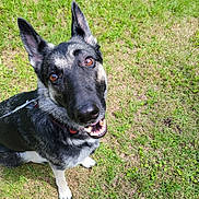 Georgia is registered to the contest to win money with this photo: dog, german_shepherd, canine, pet, animal, grass, outdoor, leash, happy, smiling, ears, fur, muzzle, eyes, collar, nature, sunlight, daytime, looking_up, sitting