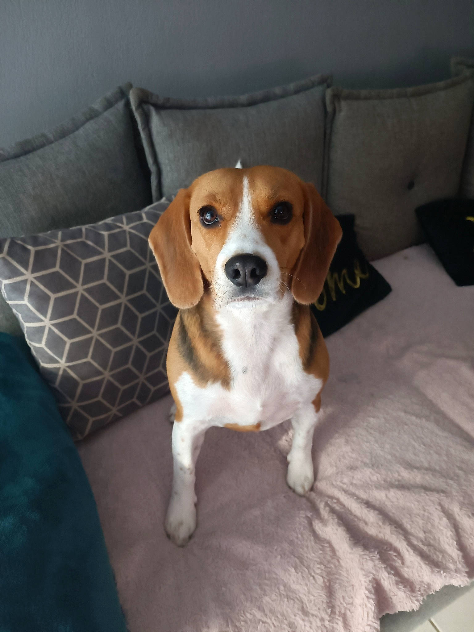 Ruby a rejoint le concours — aidez-le/la à gagner de superbes lots ! beaglier, carnivore, comfort, companion_dog, couch, dog, dog_breed, hound, sporting_group, terrestrial_animal, working_animal