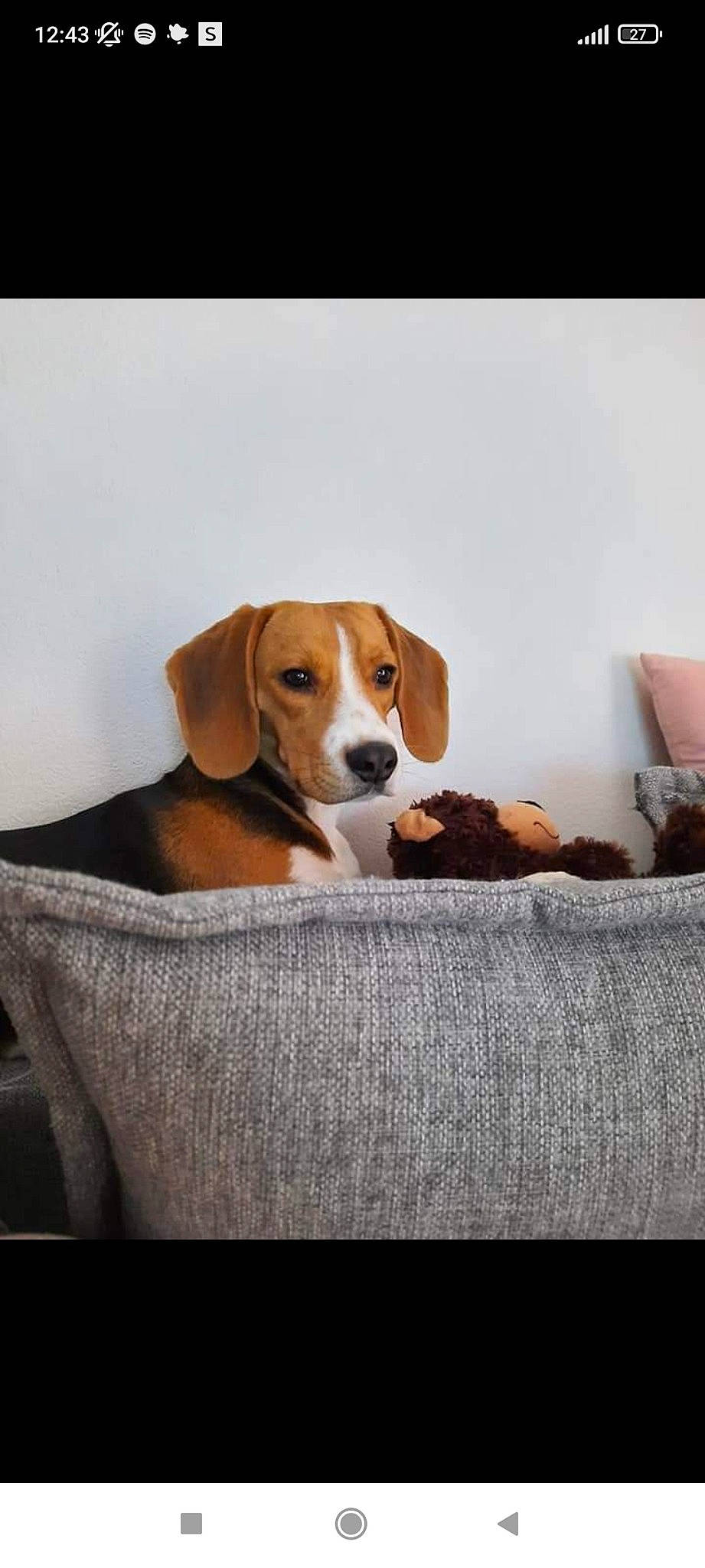Ruby participe au concours pour gagner de l'argent avec cette photo : basset_hound, beagle, beagle_harrier, canidae, carnivore, comfort, companion_dog, dog, dog_breed, dog_supply, hound, hunting_dog, linens, pet_supply, rectangle, scent_hound, terrestrial_animal, wood, working_animal