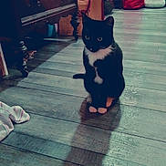 Gracie is registered to the contest to win money with this photo: cat, black_and_white, indoor, wooden_floor, shadow, furniture, cabinet, bag, flooring, pet, animal, domestic, quiet, still_life, home, cozy, sitting, paws, whiskers, curiosity