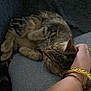 Stella a rejoint le concours — aidez-le/la à gagner de superbes lots ! cat, tabby_cat, pet, hand, bracelet, fur, resting, cozy, indoor, couch, comfort, relaxation, animal, mammal, whiskers, closeup, sleeping, domestic_animal, person, affection