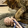 Stella a rejoint le concours — aidez-le/la à gagner de superbes lots ! kitten, tabby, cat, toy, yarn, octopus, braided_rug, floor, curious, paw, pet, indoor, feline, playing, striped, brown, beige, close_up, young, animal
