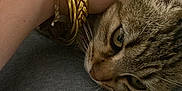 Stella a rejoint le concours — aidez-le/la à gagner de superbes lots ! cat, tabby, pet, hand, bracelet, gold, whiskers, fur, close_up, resting, cozy, soft_surface, animal, domestic, cute, feline, companion, relaxation, indoor, touch