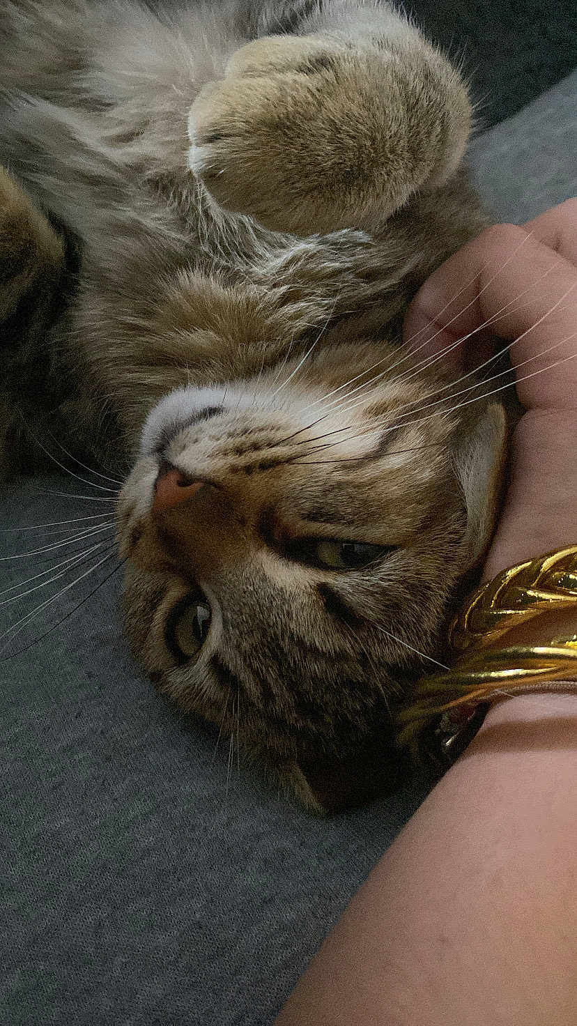 Stella a rejoint le concours — aidez-le/la à gagner de superbes lots ! cat, tabby, pet, close_up, fur, whiskers, paw, relaxed, hand, bracelets, gold, resting, indoor, comfort, cute, animal, domestic_cat, feline, soft, friendship