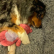 Pya participe au concours pour gagner de l'argent avec cette photo : dog, stuffed_toy, pink, bear, plush, blanket, gray, fur, snuggling, sleepy, cozy, paw, bedtime, cute, pet, animal, relaxing, indoor, soft, comfort