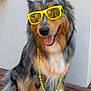 Pya participe au concours pour gagner de l'argent avec cette photo : dog, sunglasses, yellow_sunglasses, beads, necklaces, happy, tongue_out, fur, fluffy, pet, canine, outdoor, wooden_deck, smiling, cute, portrait, animal, sitting, colorful, accessories