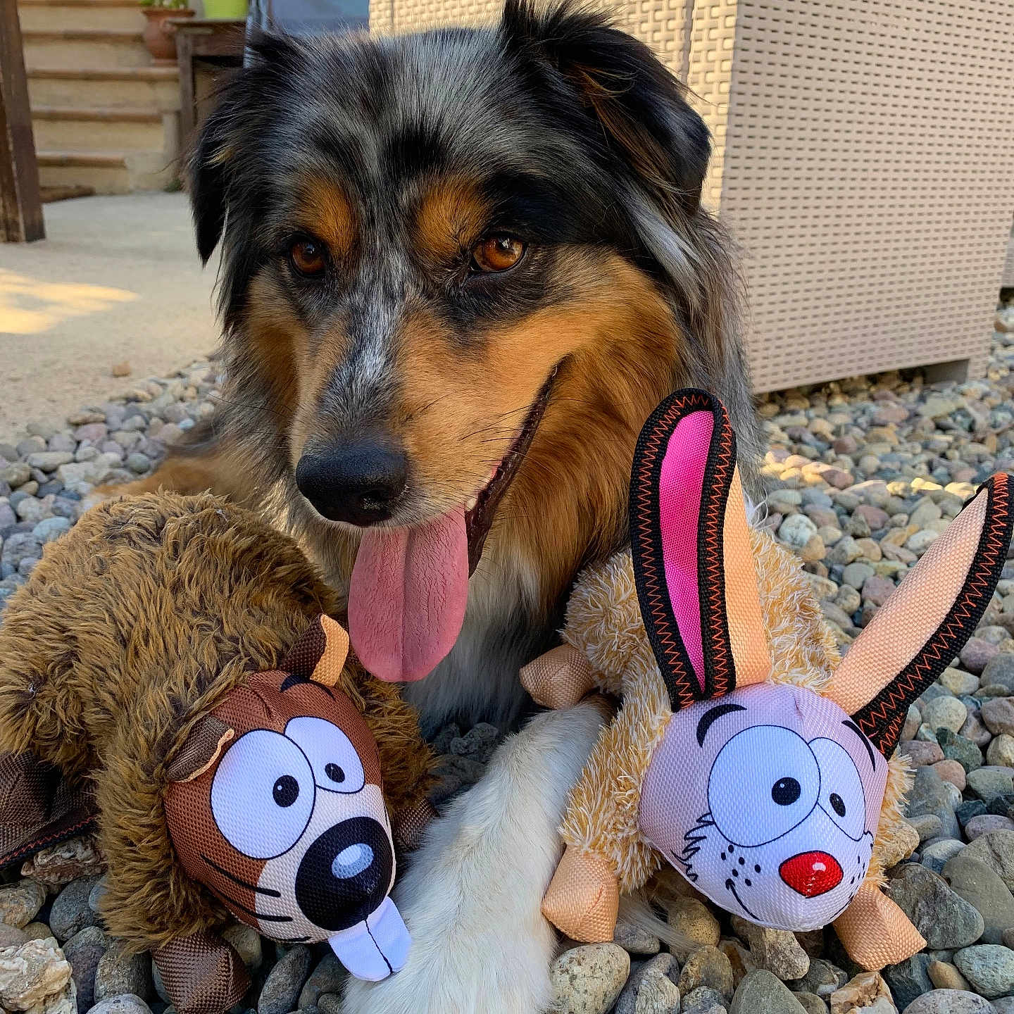 Pya a rejoint le concours — aidez-le/la à gagner de superbes lots ! animal, black, brown, cute, dog, ears, face, happy, nose, outdoor, paw, pebbles, pet, playful, plush_toy, summer, sunlight, tongue_out, toy, white