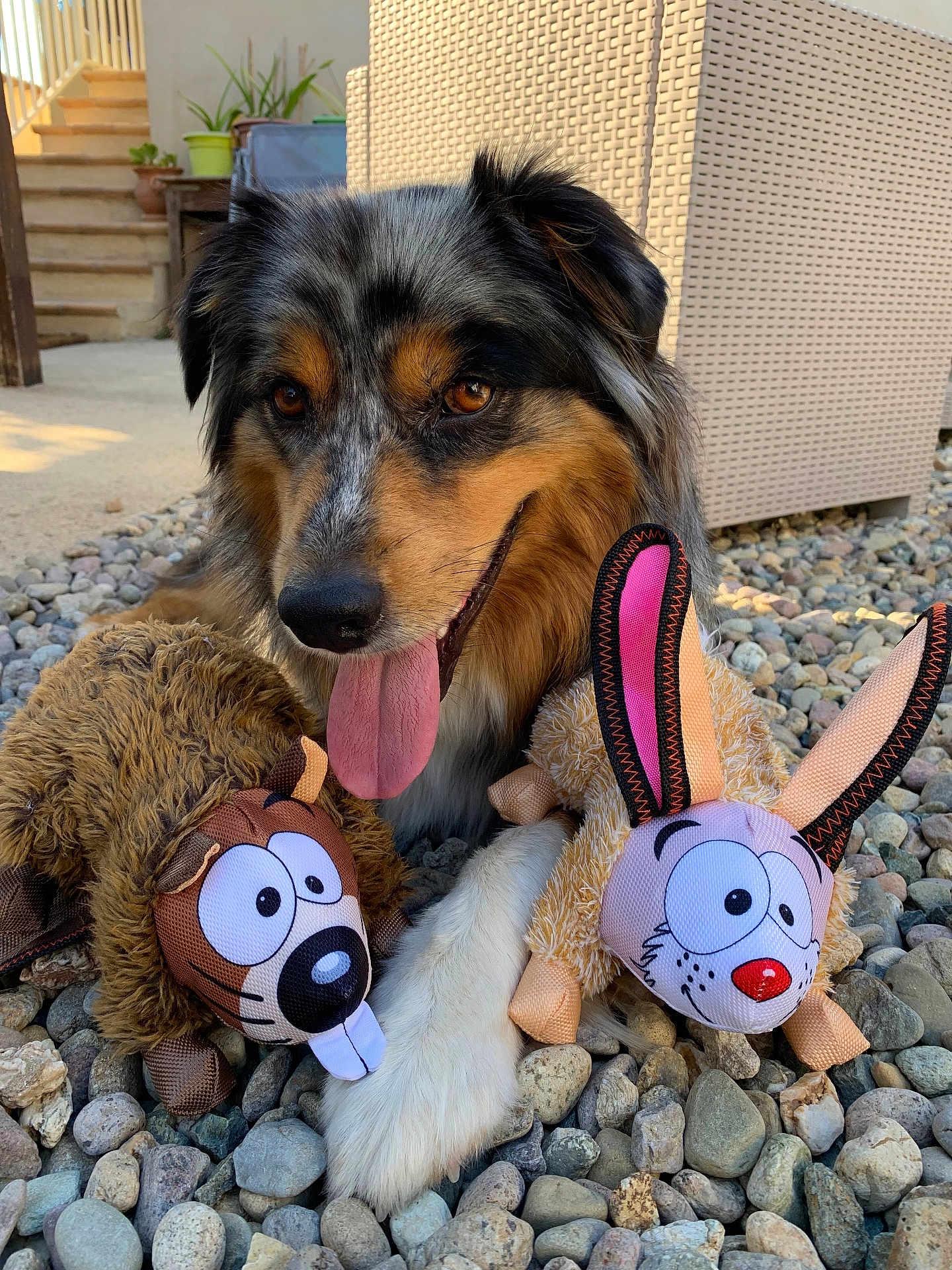 Pya a rejoint le concours — aidez-le/la à gagner de superbes lots ! dog, toy, plush_toy, outdoor, pebbles, tongue_out, happy, pet, animal, brown, black, white, ears, nose, paw, face, cute, playful, summer, sunlight