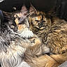 cat, feline, fluffy, snuggling, cozy, resting, pet, animal, fur, indoors, closeup, two_animals, warm, cute, sleepy, companions, soft, tabby, mixed_colors, relaxed