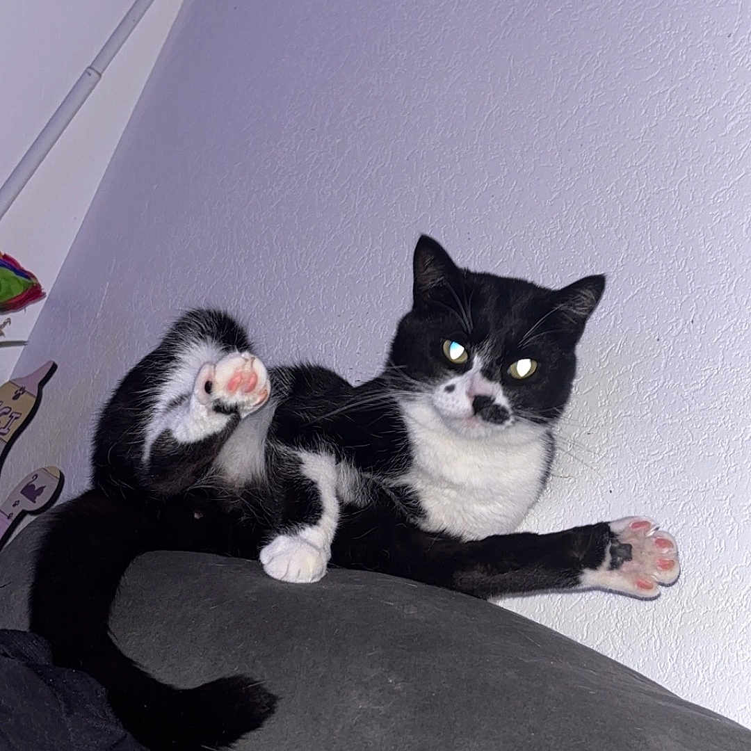 Simba participe au concours pour gagner de l'argent avec cette photo : animal, black_and_white, cat, couch, curious, cute, domestic, feline, fur, home, indoor, looking, paw, pet, pink_paw_pads, playful, relaxed, resting, wall, whiskers