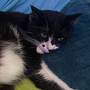 Simba participe au concours pour gagner de l'argent avec cette photo : animal, black_and_white, blanket, blue, cat, closeup, cozy, cute, domestic_cat, feline, fur, green, indoor, laying, pet, relaxed, resting, sleepy, soft, whiskers