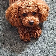 Billy joined the competition — help win amazing prizes! dog, brown, curly_hair, pet, indoor, carpet, cute, animal, fur, collar, looking_up, small_dog, companion, laying_down, domestic_animal, fluffy, curly_fur, adorable, portrait, friend