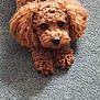 dog, brown, curly_hair, pet, indoor, carpet, cute, animal, fur, collar, looking_up, small_dog, companion, laying_down, domestic_animal, fluffy, curly_fur, adorable, portrait, friend