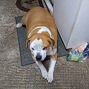 Andy joined the competition — help win amazing prizes! animal, brown_and_white, cabinet, canine, companion, cozy, dog, domestic, floor, fur, household, indoor, laying, mat, pet, plump, quiet, relaxed, resting, sleepy