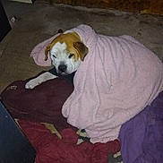 Andy joined the competition — help win amazing prizes! dog, blanket, pink_blanket, brown_blanket, purple_blanket, floor, wooden_wall, sleepy, cozy, indoor, resting, pet, animal, fur, paw, snuggled, pile, comfort, relaxed, brown_and_white_dog