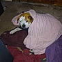 dog, blanket, pink_blanket, brown_blanket, purple_blanket, floor, wooden_wall, sleepy, cozy, indoor, resting, pet, animal, fur, paw, snuggled, pile, comfort, relaxed, brown_and_white_dog