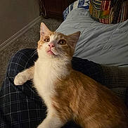 Winter joined the competition — help win amazing prizes! cat, orange_cat, white_cat, pet, indoor, carpet, blanket, bag, curious, lap, feline, fur, whiskers, ears, eyes, person, plaid_pants, cozy, home, relaxed