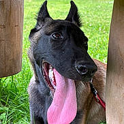 Aiko a rejoint le concours — aidez-le/la à gagner de superbes lots ! dog, tongue, grass, outdoor, bench, pet, canine, happy, panting, animal, nature, summer, playful, leash, resting, ears, mouth, tongue_out, closeup, daylight