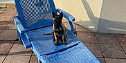 Aiko participe au concours pour gagner de l'argent avec cette photo : puppy, dog, blue_chair, lounge_chair, plastic_chair, outdoor, sunlight, shadow, tile_floor, wall, pet, animal, young_dog, sitting, sunny, daytime, relaxing, domestic_animal, small_dog, cute