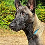Aiko participe au concours pour gagner de l'argent avec cette photo : dog, belgian_malinois, animal, pet, outdoor, portrait, closeup, collar, ears, brown_eyes, fur, nature, greenery, yellow_flowers, sunlight, daytime, canine, alert, muzzle, grass